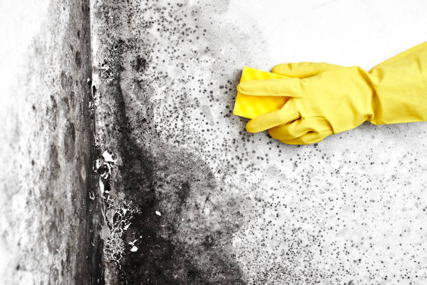 Best Office Mold Removal Services  in Morrison, IL