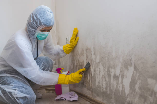 Certified Mold Removal in Morrison, IL