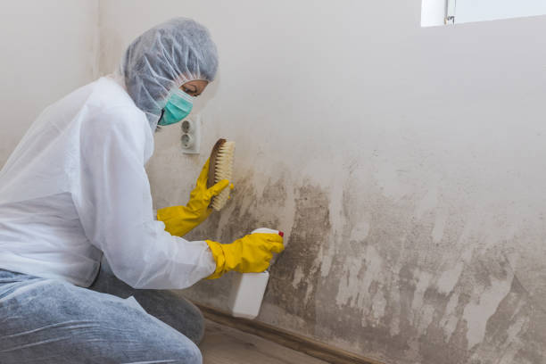 Mold Testing and Removal in Morrison, IL