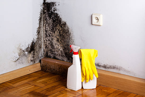 Office Mold Removal Services in Morrison, IL